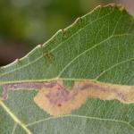 Stigmella trimaculella - Populierenmineermot