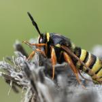 Sesia bembeciformis - Stockay ~ Terrils et Decanteurs (Luik) 11-07-2020 ©Damien Gailly