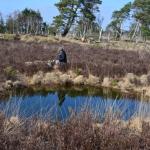 Sfeer - Kalmthout ~ De Kalmthoutse Heide - Stappersven (Antwerpen) 24-03-2018 ©Steve Wullaert