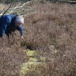 Sfeer - Kalmthout ~ De Kalmthoutse Heide - Stappersven (Antwerpen) 24-03-2018 ©Steve Wullaert