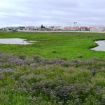 Sfeer - Nieuwpoort ~ De IJzermonding (West-Vlaanderen) - 04-07-2020 ©Steve Wullaert