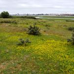 Sfeer - Nieuwpoort ~ De IJzermonding (West-Vlaanderen) - 04-07-2020 ©Steve Wullaert