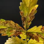 Stigmella aeneofasciella - Messingbandmineermot