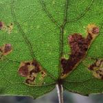 Stigmella assimilella - Ratelpopuliermineermot