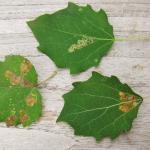 Stigmella assimilella - Ratelpopuliermineermot