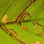 Stigmella betulicola - Sociale berkenmineermot