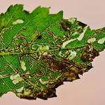 Stigmella betulicola - Sociale berkenmineermot