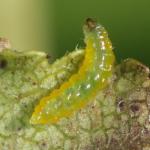 Stigmella catharticella - Wegedoornmineermot