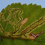 Stigmella confusella - Donkere berkenmineermot