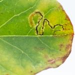 Stigmella freyella - Nieuwpoort ~ De IJzermonding (West-Vlaanderen) - 04-07-2020 ©Damien Gailly