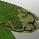 Stigmella hybnerella - Meidoornmineermot