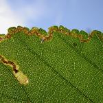 Stigmella lemniscella - Iepenbladrandmineermot