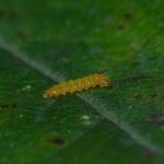 Stigmella lemniscella - Iepenbladrandmineermot