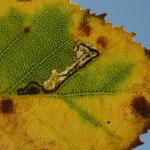 Stigmella luteella - Bohan ~ Les Dolimarts (Namen) 12-10-2019 ©Steve Wullaert