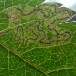 Stigmella magdalenae Grijze lijsterbesmineermot