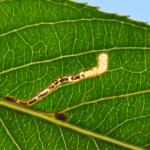 Stigmella nivenburgensis - Smalle wilgenmineermot