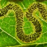 Stigmella nylandriella Gewone lijsterbesmineermot