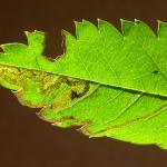 Stigmella nylandriella Gewone lijsterbesmineermot