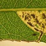 Stigmella obliquella - Gewone wilgenmineermot