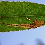 Stigmella obliquella - Gewone wilgenmineermot