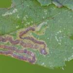 Stigmella oxyacanthella - Boogjesmineermot