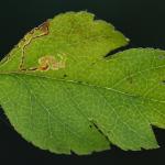 Stigmella oxyacanthella - Boogjesmineermot