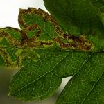 Stigmella oxyacanthella - Boogjesmineermot