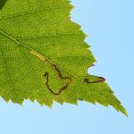 Stigmella sakhalinella - Stockay ~ Terrils et Decanteurs (Luik) 15-06-2019 ©Steve Wullaert