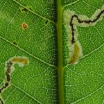 Stigmella samiatella - Bruine eikenmineermot