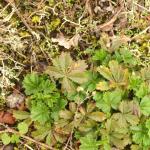 Stigmella thuringiaca - Agrimoniemineermot