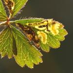 Stigmella thuringiaca - Agrimoniemineermot