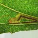 Stigmella trimaculella - Populierenmineermot