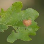 Tischeria dodonaea - Bruine eikenvlekmot