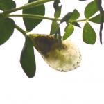 Trifurcula cryptella - Eenvlekrolklavermineermot
