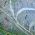 Yponomeuta rorella - Wilgenstippelmot