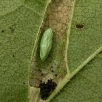 Phyllonorycter schreberella - Fraaie iepenvouwmot