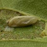 Phyllonorycter ulmifoliella - Berkenvouwmot