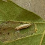 Phyllonorycter ulmifoliella - Berkenvouwmot