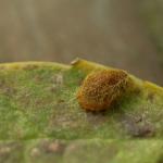 Stigmella malella - Appelbladmineermot
