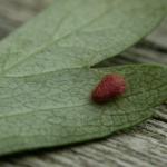 Stigmella hybnerella - Meidoornmineermot