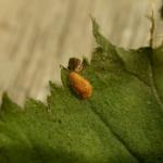 Stigmella microtheriella - Slanke mineermot