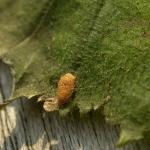 Stigmella microtheriella - Slanke mineermot