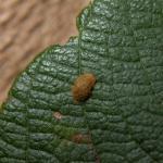 Stigmella salicis - Boswilgmineermot