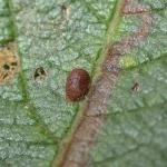 Stigmella salicis - Boswilgmineermot