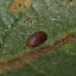 Stigmella salicis - Boswilgmineermot