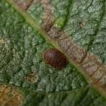 Stigmella salicis - Boswilgmineermot