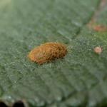 Stigmella salicis - Boswilgmineermot