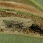 Phyllonorycter maestingella - Beukenvouwmot