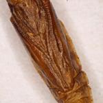 Elachista poae - Liesgrasmineermot