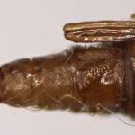 Phyllonorycter messaniella - Veelvraatvouwmot